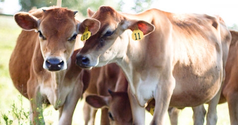 dairy-cow_awa_mike-suarez-3